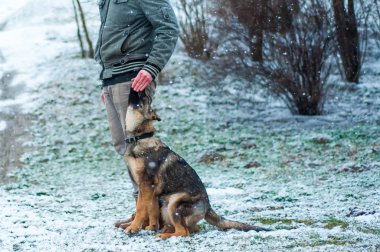 Alman çoban köpek eğitim, kış