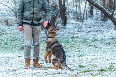 Alman çoban köpek eğitim, kış