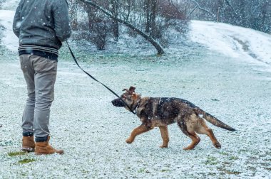 Alman çoban köpek yavrusu kış yürüdü