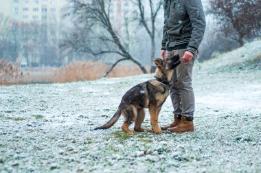 Alman çoban köpek yavrusu kış yürüdü