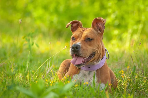 American Staffordshire Terrier sitting on the grass — Stock Photo, Image