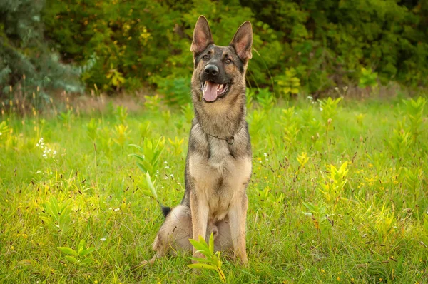 Ritratto di un cane pastore tedesco seduto sull'erba — Foto Stock