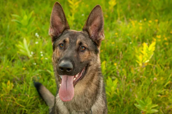 Ritratto di un cane pastore tedesco seduto sull'erba — Foto Stock