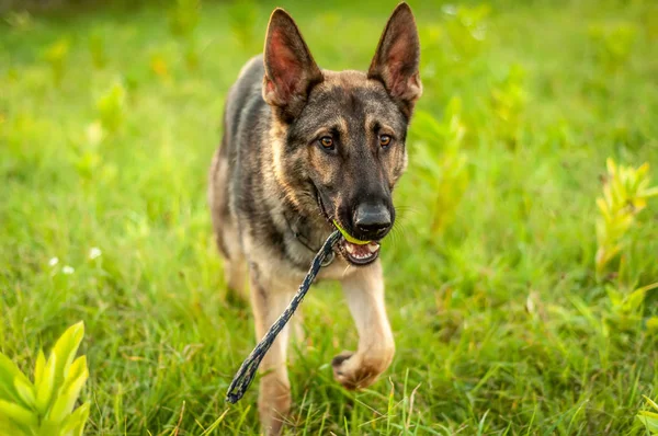 A German Shepherd dog standing with a ball on the field — Stock Photo, Image