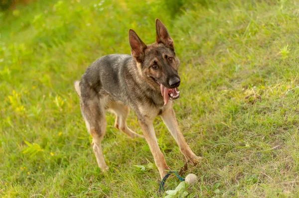 Een Duitse herder hond staan met een bal op het veld — Stockfoto