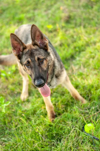 A German Shepherd dog standing with a ball on the field — Stock Photo, Image