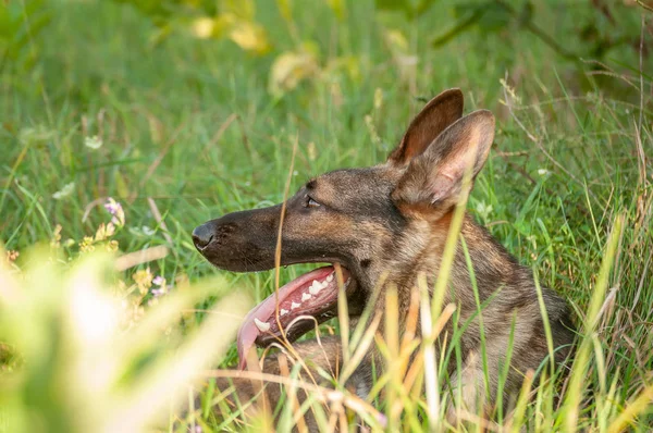 Retrato de un perro pastor alemán acostado en la hierba alta —  Fotos de Stock