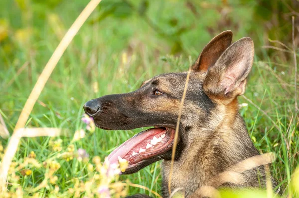Porträtt av en Tysken Fåraherde hund liggande på det höga gräset — Stockfoto