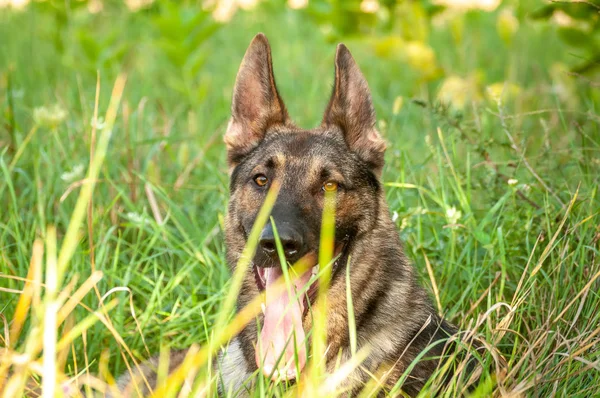 Portrait d'un chien berger allemand couché sur l'herbe haute — Photo