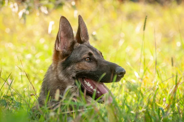 Portrait of a German Shepherd dog lying on the tall grass — Stock Photo, Image