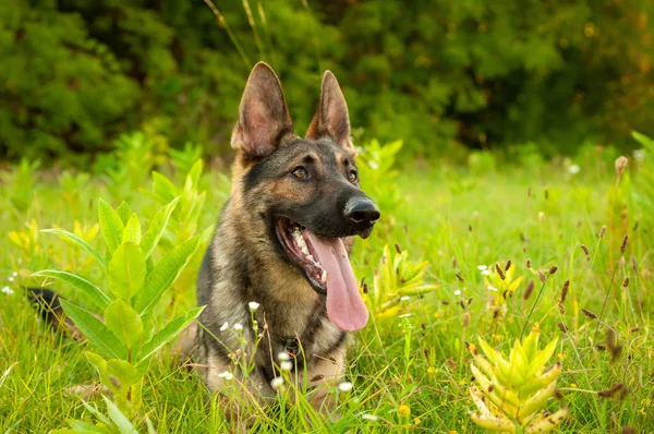 Uzun boylu çim üzerinde yalan bir Alman çoban köpeği portresi — Stok fotoğraf