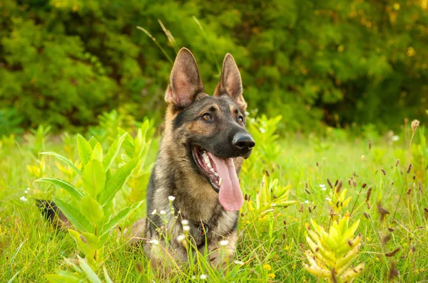 Uzun boylu çim üzerinde yalan bir Alman çoban köpeği portresi — Stok fotoğraf