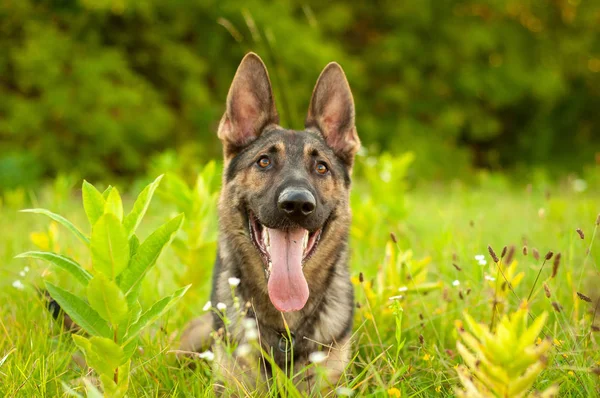 Uzun boylu çim üzerinde yalan bir Alman çoban köpeği portresi — Stok fotoğraf