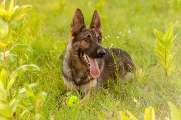 Ritratto di un cane pastore tedesco sdraiato sull'erba alta — Foto Stock