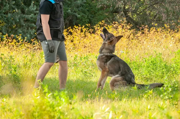 Un perro pastor alemán y su entrenador — Foto de Stock