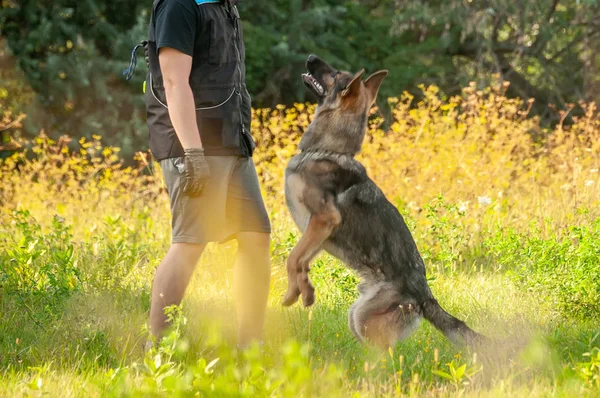 En Schäfer och hans tränare med en boll — Stockfoto