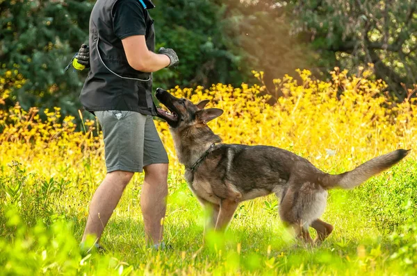 Ein Schäferhund und sein Trainer mit einem Ball — Stockfoto