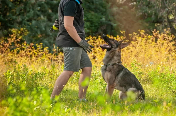 Un perro pastor alemán y su entrenador con una pelota — Foto de Stock