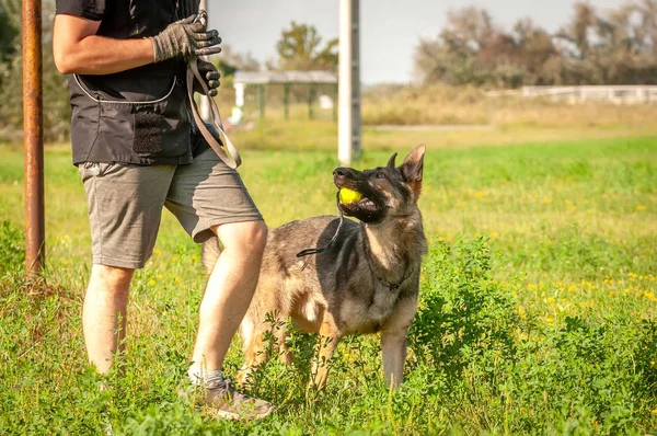 Un perro pastor alemán y su entrenador con una pelota — Foto de Stock