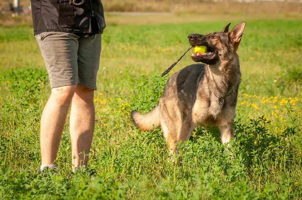 Ein Schäferhund und sein Trainer mit einem Ball — Stockfoto