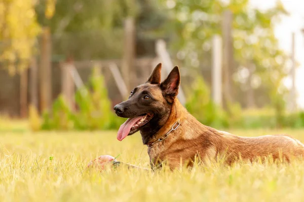 Portret psa owczarek Belgijski Malinois, leżąc na trawie — Zdjęcie stockowe