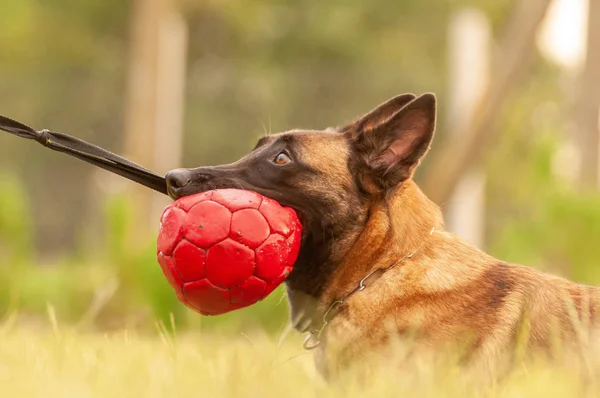 A Malinois Belgian Shepherd dog and his trainer with a ball — Stock Photo, Image