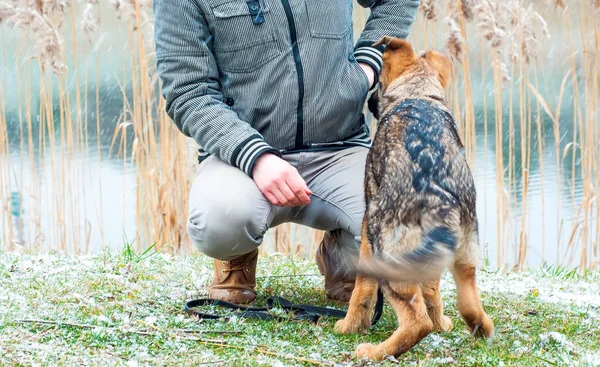Немецкий овчарка щенок с владельцем в зимний период — стоковое фото