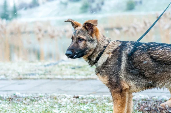 Duitse herder pup aangelijnd op de winter — Stockfoto