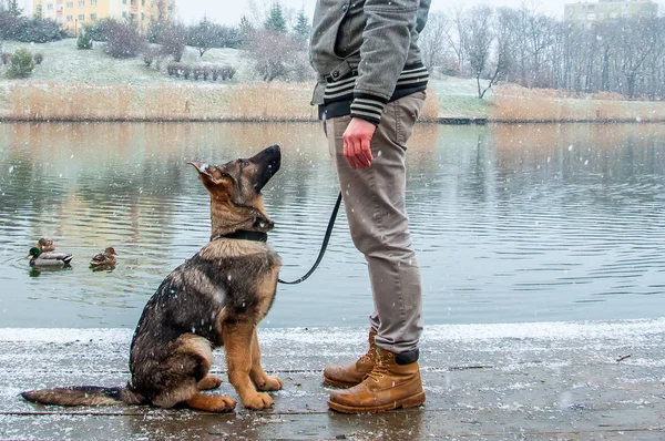 Alman çoban köpek kış sahibi ile