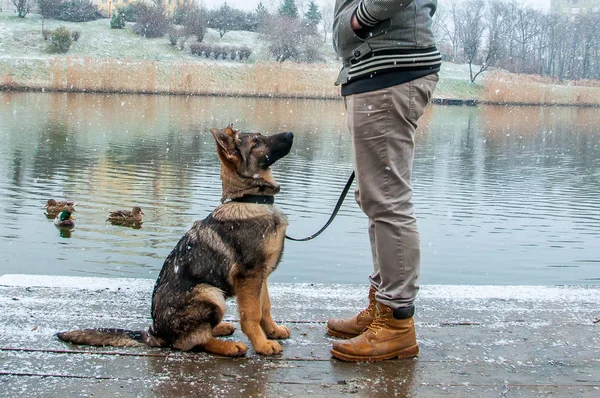 Schäferhund Welpe mit Besitzer im Winter — Stockfoto