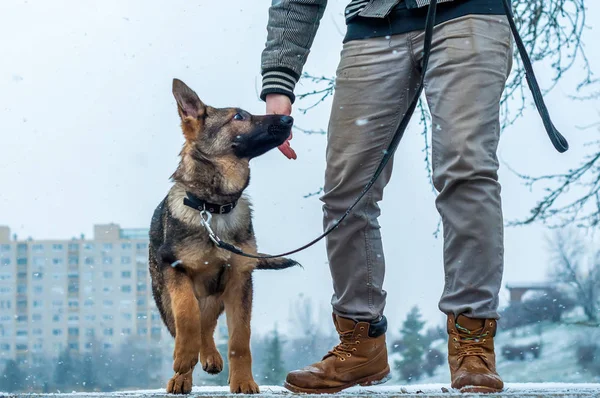 Schäferhund Welpe mit Besitzer im Winter — Stockfoto