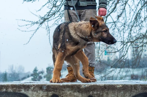 Owczarek niemiecki puppy z właścicielem w zimie — Zdjęcie stockowe