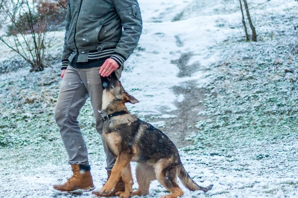 Schäferhundetraining im Winter — Stockfoto