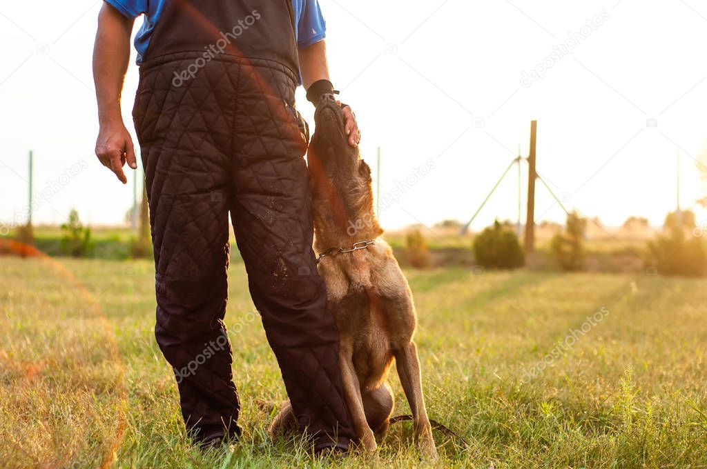 A Malinois Belgian Shepherd dog and his trainer