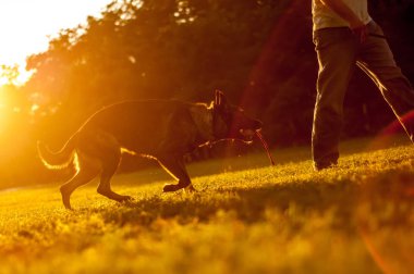 Günbatımında bir Alman çoban köpek eğitim