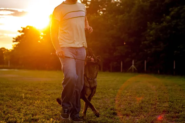 Ausbildung eines deutschen Schäferhundes im Sonnenuntergang — Stockfoto