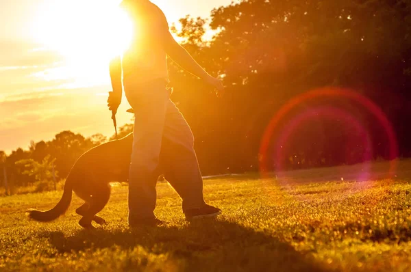 Ausbildung eines deutschen Schäferhundes im Sonnenuntergang — Stockfoto