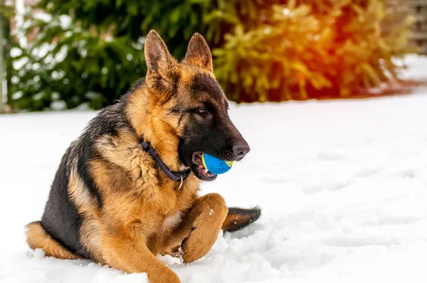 Een Duitse herder pup hond spelen met een bal op de winter — Stockfoto