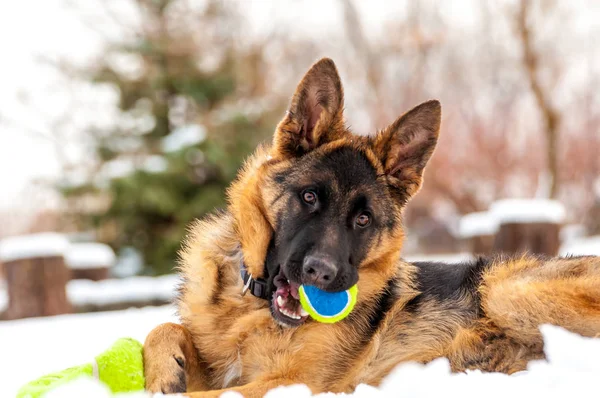 Un perro pastor alemán jugando con una pelota en invierno —  Fotos de Stock