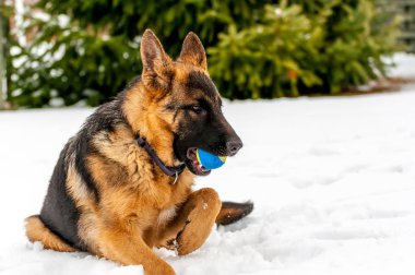 Bir Alman çoban köpek yavrusu kış bir topla oynamayı