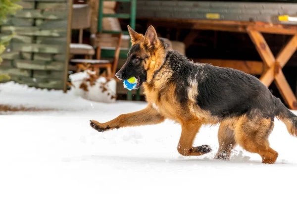 A german shepherd puppy dog playing with a ball at winter