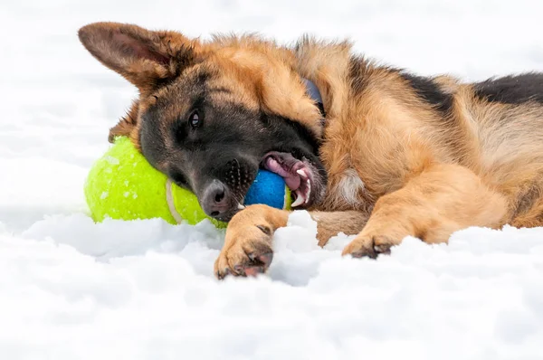 En Schäfer valp hund leker med en boll på vintern — Stockfoto