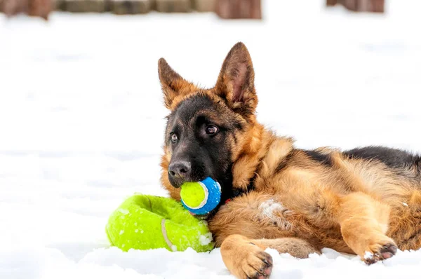 Německý ovčák štěně pes hraje s míčem na zimní — Stock fotografie