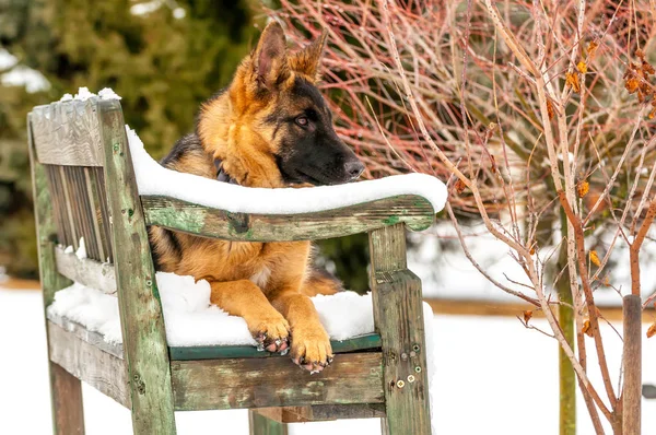 Un perro pastor alemán acostado en un banco en invierno — Foto de Stock