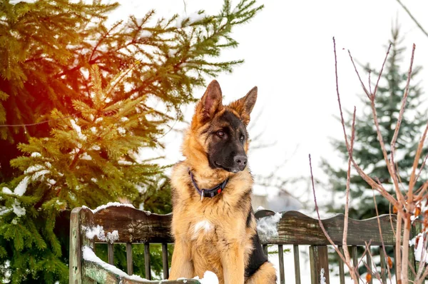 Ein Schäferhund sitzt im Winter auf einer Bank — Stockfoto