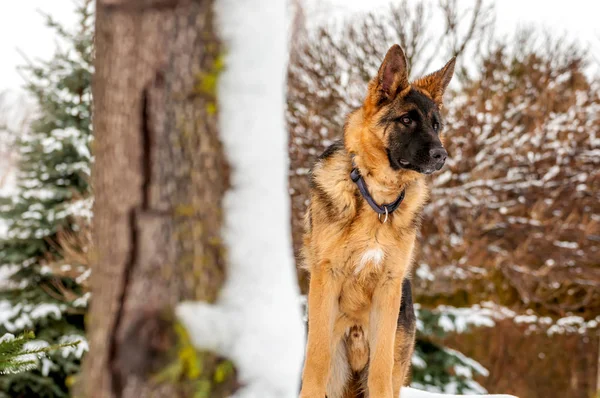 Un cane pastore tedesco in piedi su una panchina in inverno — Foto Stock