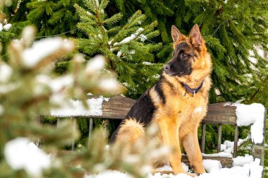 Kış bir bankta oturan bir Alman çoban köpek