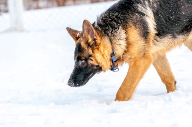 Bir Alman çoban köpek yavrusu, kış portresi