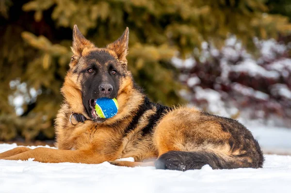 冬のボールで遊ぶジャーマン ・ シェパード子犬犬 — ストック写真
