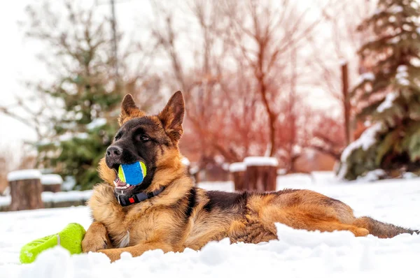 Un cane pastore tedesco cucciolo che gioca con una palla in inverno — Foto Stock